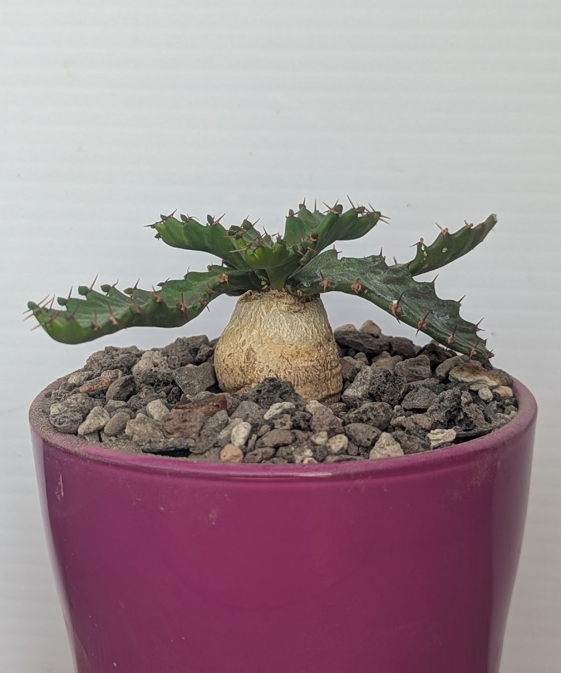 Piante & sementi: Euphorbia stellata – Usato da Comano venduto da che_8lc2