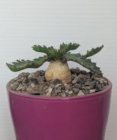 Euphorbia stellata