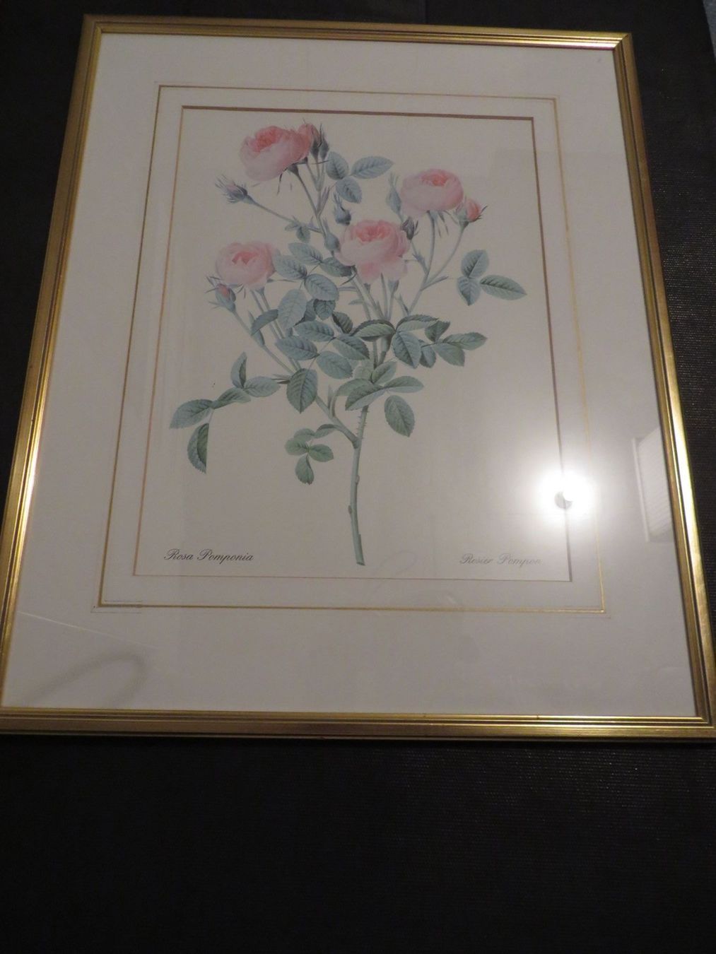 Poster & Bilder: Rosenbilder hinter Glas – Gebraucht aus Laupen ZH von Mcafi02