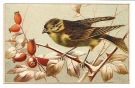 Vogel - Goldammer - Hagebutten - Präge-Litho um 1910