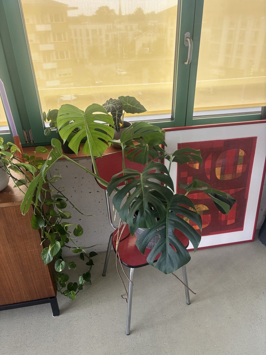 Pflanzen & Samen: Monstera deliciosa – Gebraucht aus Zürich von .Jiji.