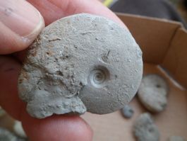 Fossilien Schweiz