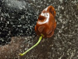 Habanero Chocolate Samen