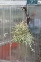 Tillandsia bergeri - "Luftpflanze" mit hellblauen Blüten