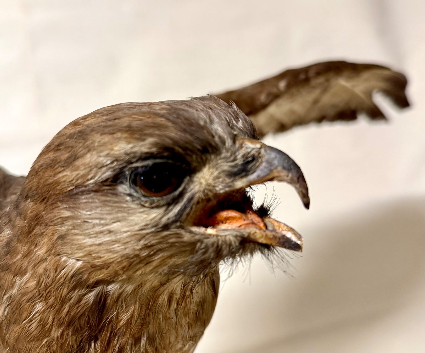 Il mondo degli animali: Vogelpräparat BUSSARD – Usato da Bern venduto da felberunderground 2