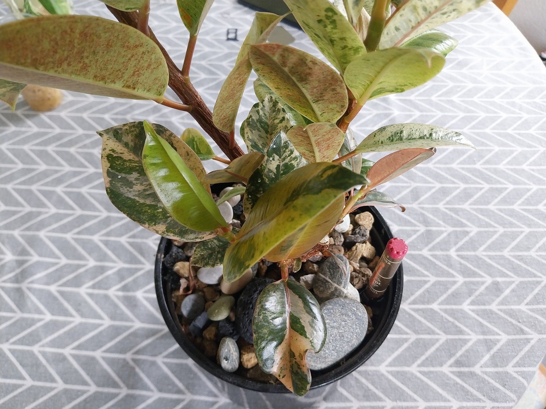 Piante & sementi: Ficus elastica 'Shivereana Moonshine' Kopfsteckling – Usato da Schwaderloch venduto da bademeister79 3
