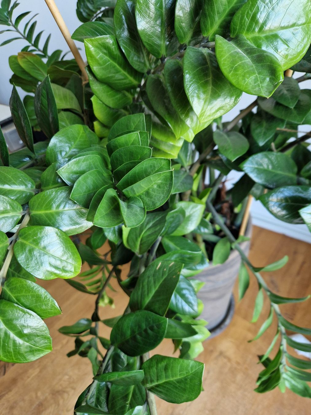 Plantes & graines: Grosse Zimmerpflanze, Glücksfeder – D'occasion à Luzern par roe_mk6s 2