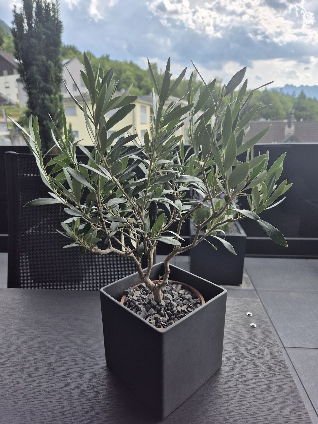 Plantes & graines: Olivenbäumchen mit Topf – Neuf avec emballage d'origine à Schaanwald par Gismo034