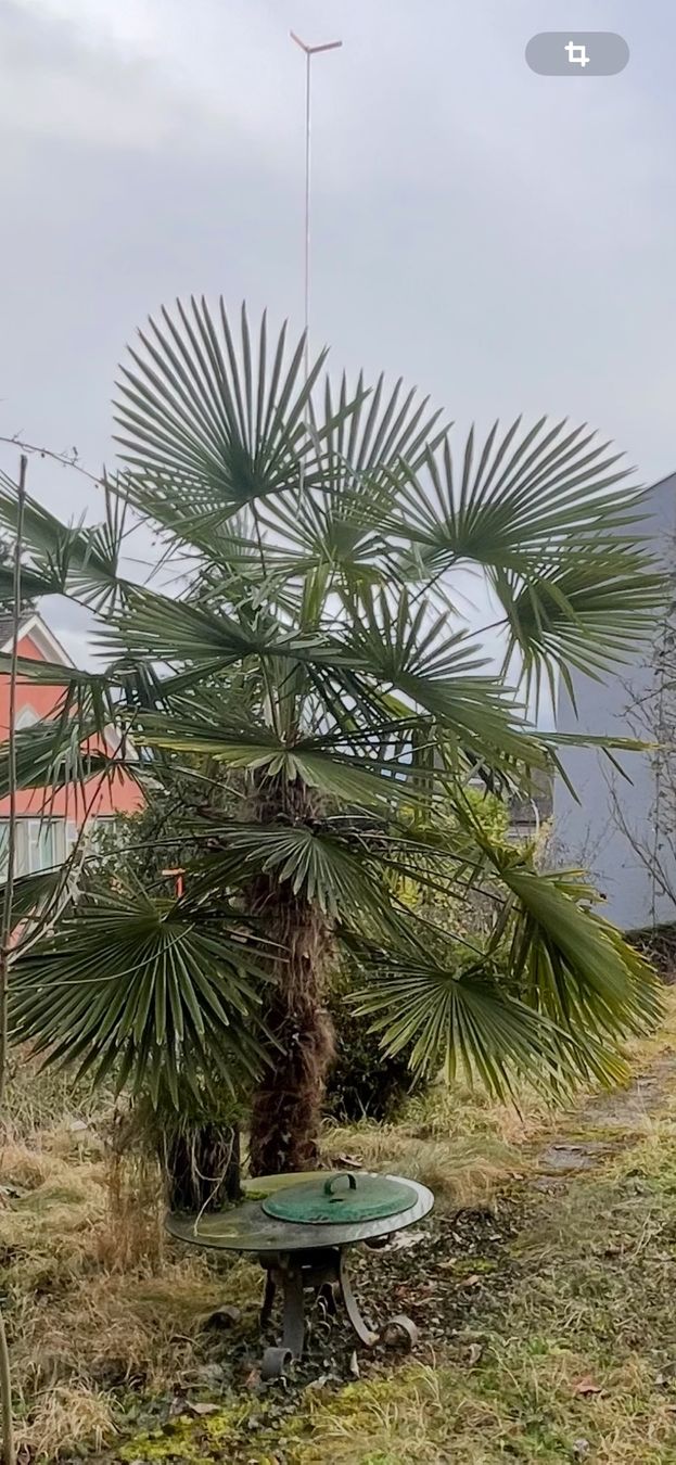 Piante & sementi: Grosse Palme  zu verkaufen – Usato da Othmarsingen venduto da ami_9f5j