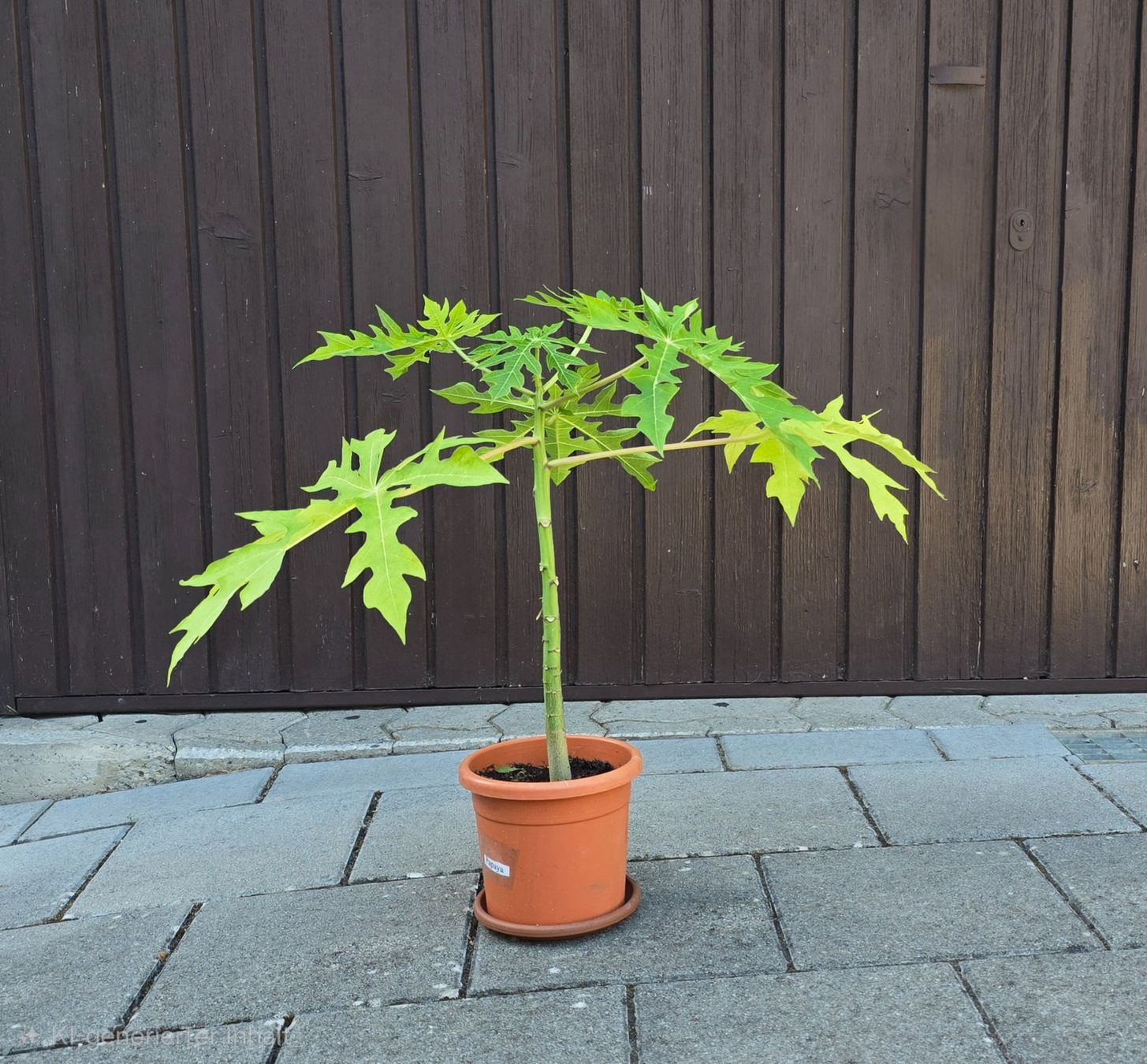 Piante & sementi: Papaya Pflanze – Usato da Aarburg venduto da popkorn65 1