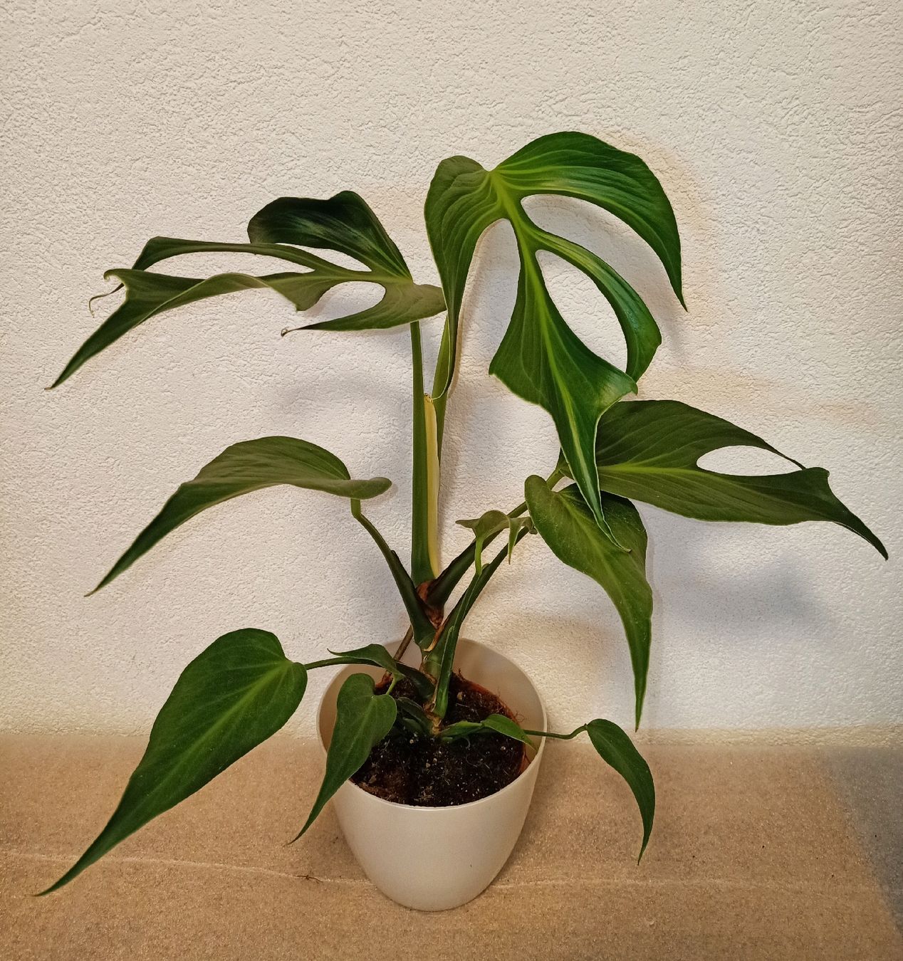 Piante & sementi: Monstera Burle Marx Flame – Nuovo (secondo la descrizione) da schöftland venduto da UniquePlants