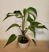 Monstera Burle Marx Flame