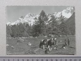 Fafleralp, Kühe, Hotel Stempel, Lötschental