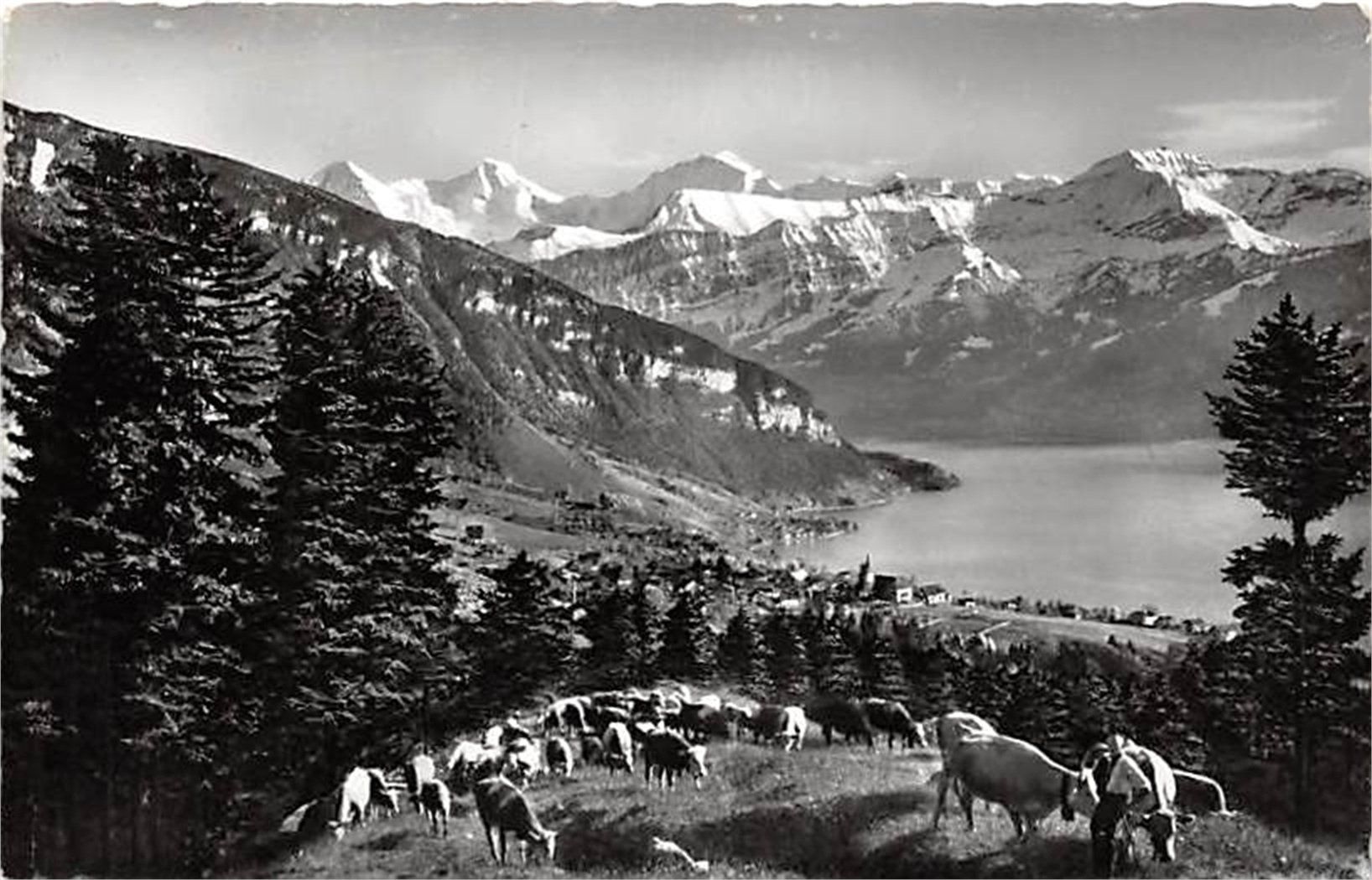 Cartes postales: Sigriswil, Kühe – D'occasion à Ottikon b.Kemptth. par Neptun1974