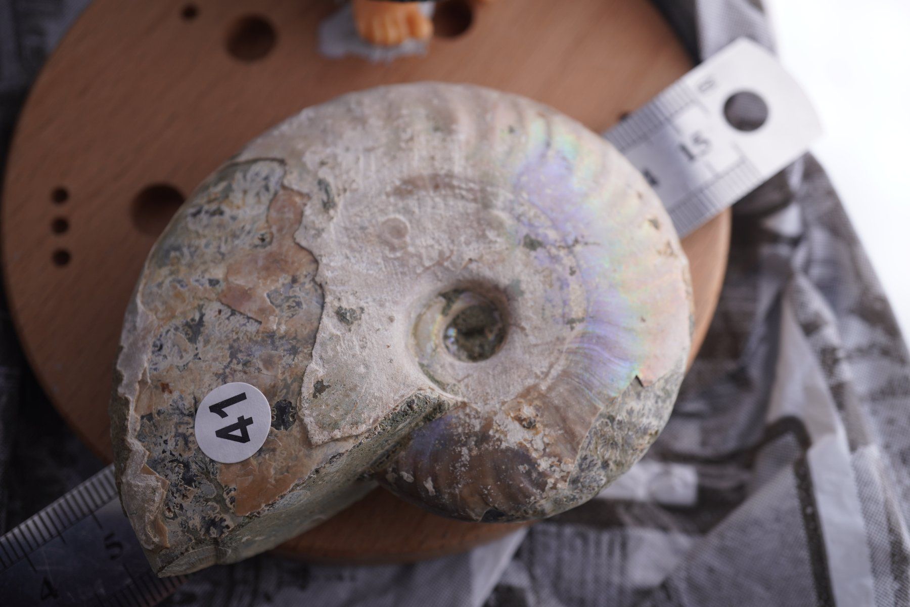 Mineralien & Heilsteine: Ammonit  Opalisiert   Wunderschön  ca  75mm – Neu und originalverpackt aus Eschenbach SG von topstone 3
