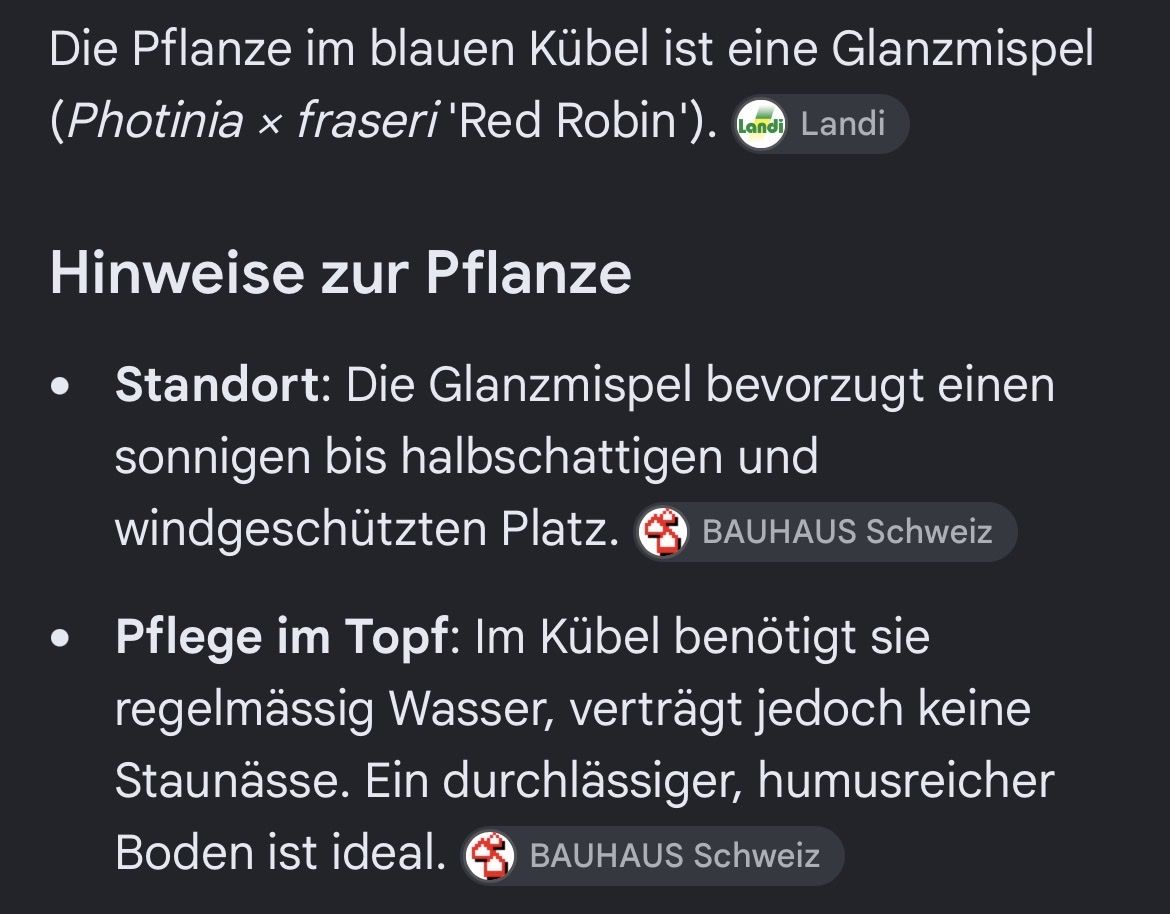 Piante & sementi: Red Robin im Kübel 160cm – Usato da Perlen venduto da Chregle1 1