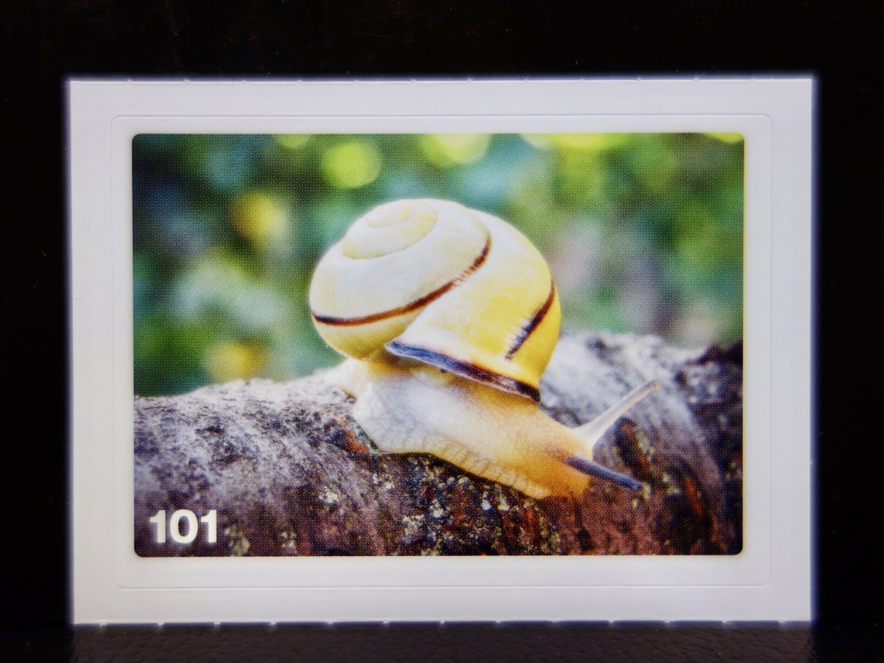 Migros Carte collezionabili: MIGROS MANIA Nature Detectives Nr. 101 – Nuovo e nell'imballaggio originale da Kerzers venduto da djstarsky73