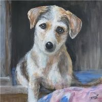 Süsser-Mischlingshund