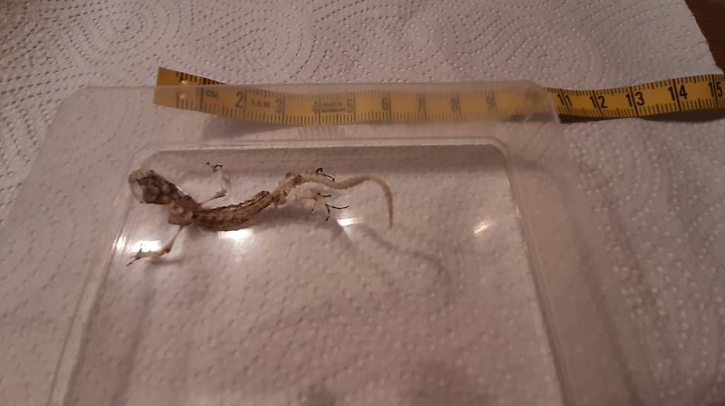 Welt der Tiere: Komplettes Eidechsenskelett – Gebraucht aus Kriens von honig01 3