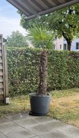 Hanfpalme (Trachycarpus fortunei) inkl. Topf