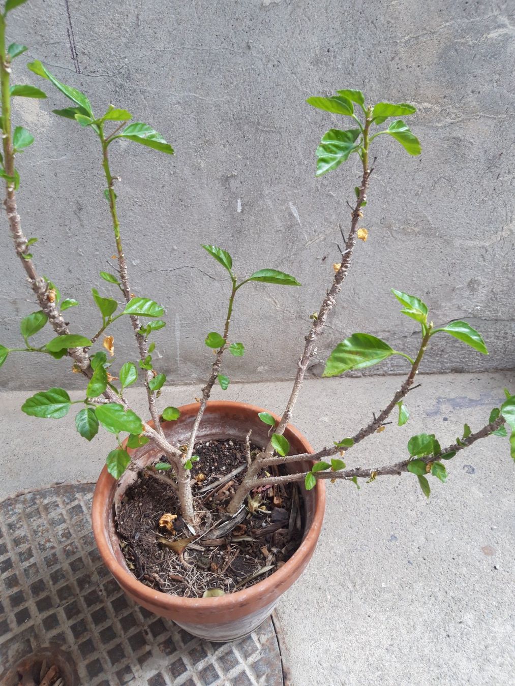 Piante & sementi: Hibiskus ohne Topf – Usato da Feuerthalen venduto da tanatha_st 3