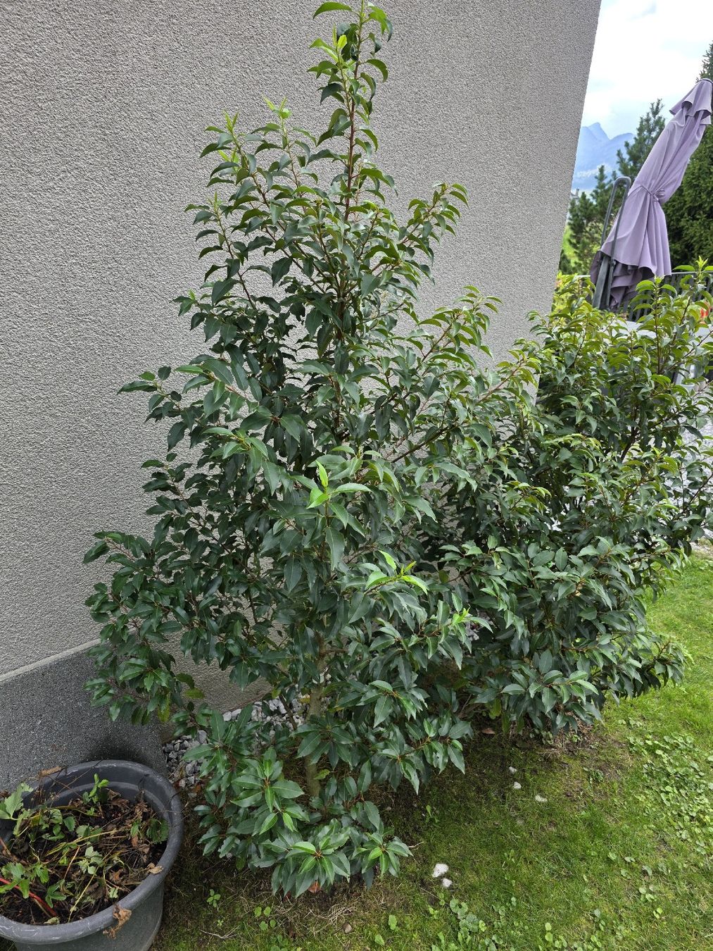 Pflanzen & Samen: Angustifolia Pflanze grün – Gebraucht aus Ennetbühl von jap_crx7 3