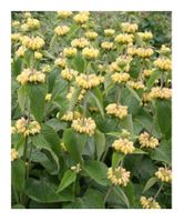 Gelbes Brandkraut - Phlomis russeliana - 40 Samen