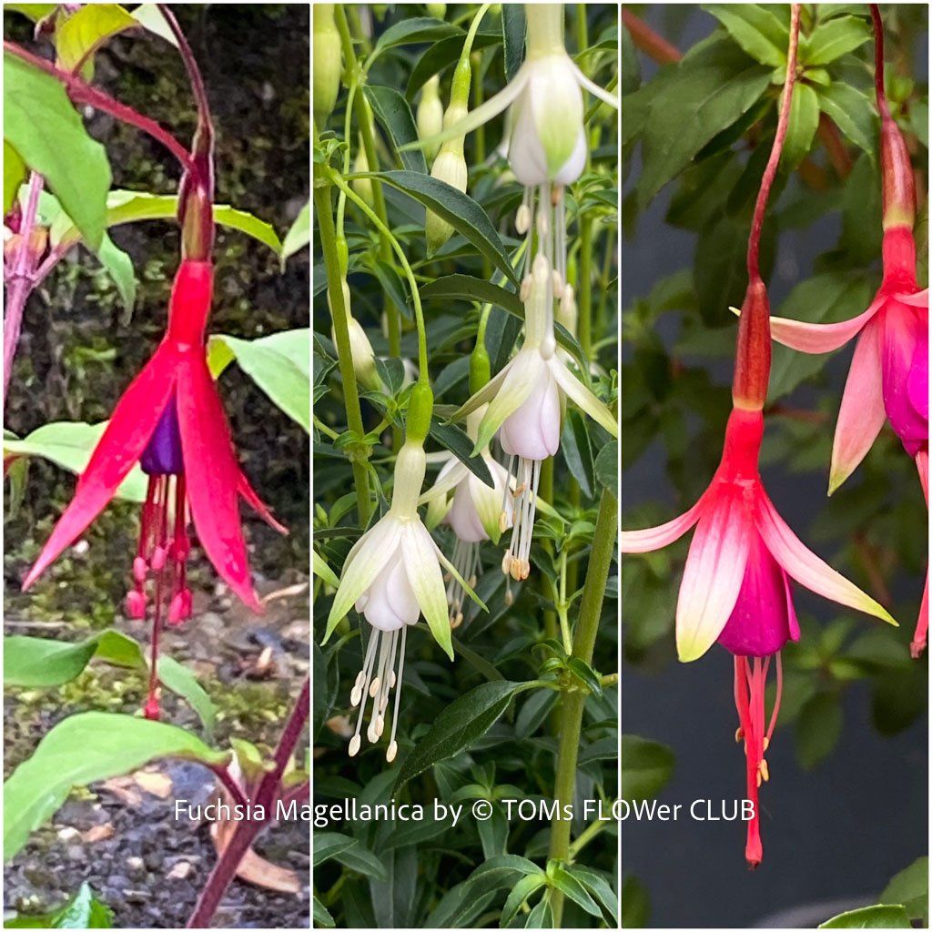 Piante & sementi: Fuchsia Magellanica Alba oder Arauco - winterharte Sorten – Usato da Adliswil venduto da asTOMas963