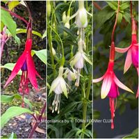 Fuchsia Magellanica Alba oder Arauco - winterharte Sorten