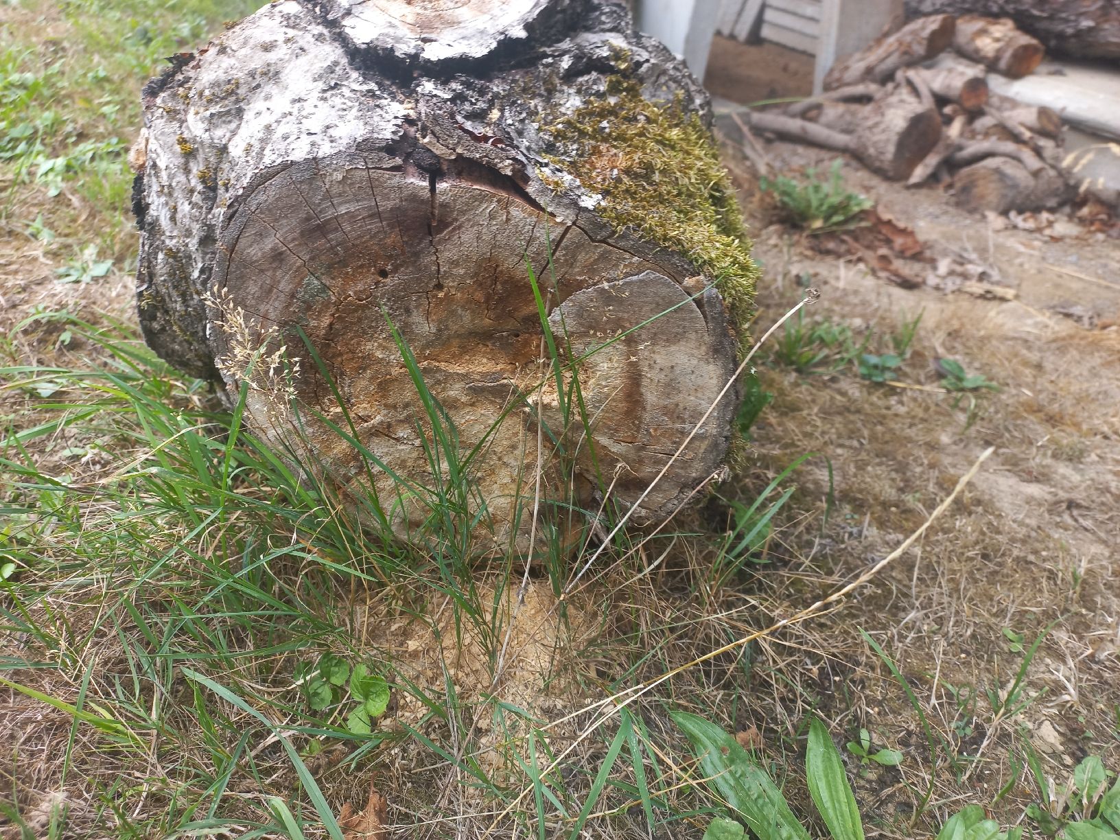 Articoli in legno: Apfelbaumstamm und Brennholz – Usato da Herzogenbuchsee venduto da Rohrzange 1