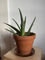 Aloe-Vera Pflanze im Terrakottatopf