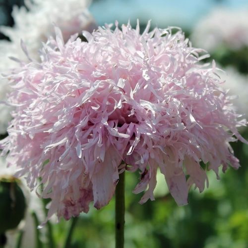 Pflanzen & Samen: 500 Samen Mohn LILAC POMPOM – Neu (gemäss Beschreibung) aus Ehrendingen von VerveinaSamen 2