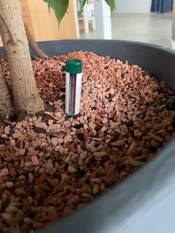 Ficus benjamina im SERAMISGranulat Kaufen auf Ricardo