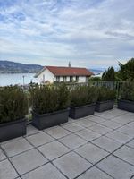 Terrasse plant 🪴 