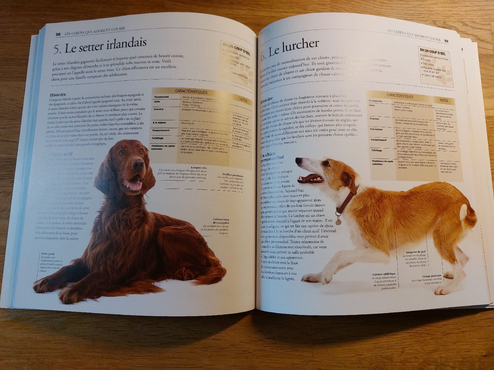 Libri: 2 Hunde-Ratgeber FR – Usato da Birgisch venduto da philking 3