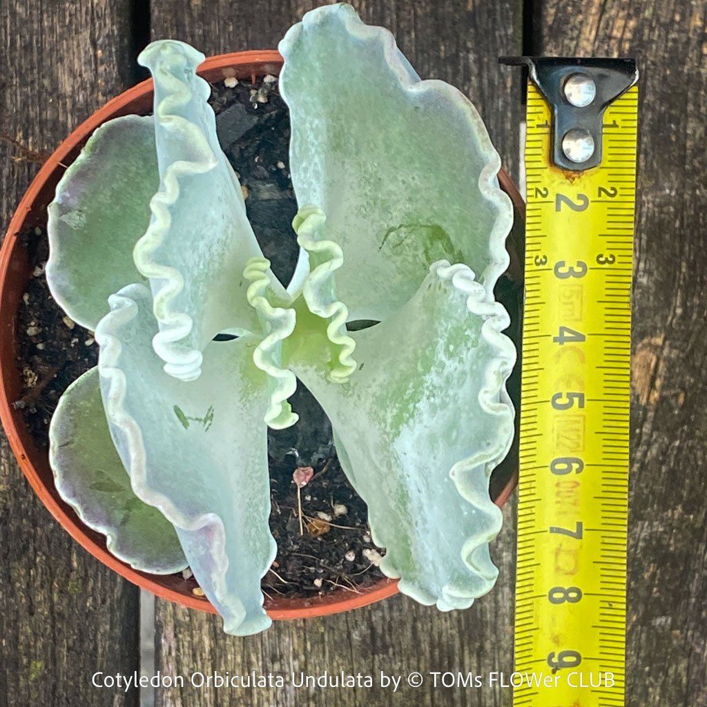 Piante & sementi: Cotyledon Orbiculata var. Undulata mit silberblauen Blättern – Nuovo e nell'imballaggio originale da Adliswil venduto da astom369 2