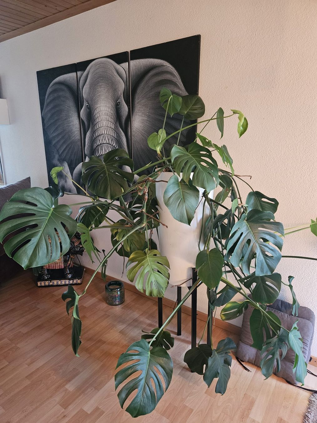 Piante & sementi: Monstera Deliciosa Zimmerpflanze gross – Usato da Birr venduto da oro2000 3