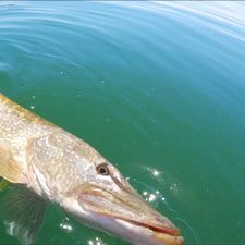 Profile image of iCatchFish.ch