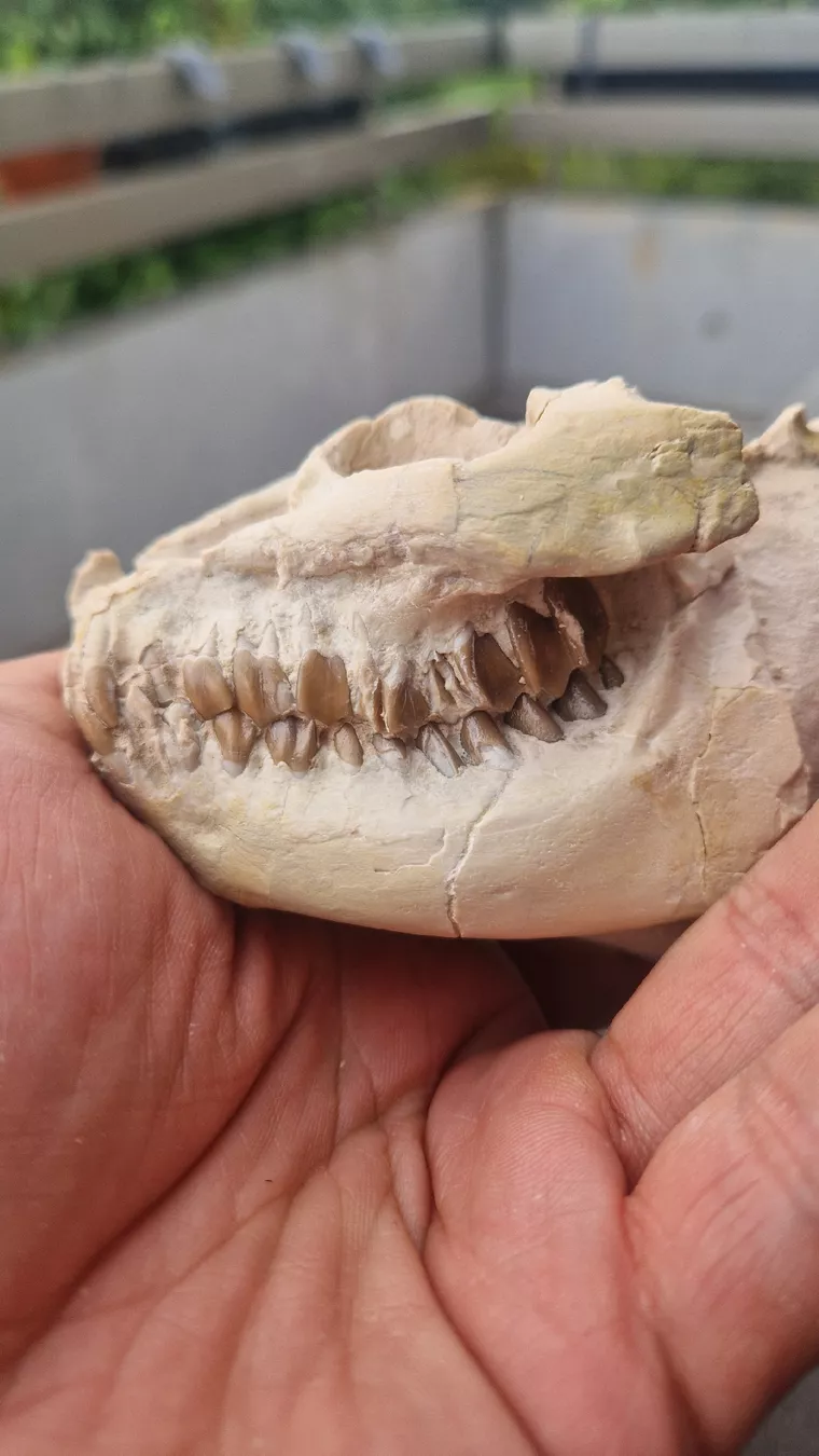 Fossilien: Fossiler Laptauchenia decora – Gebraucht aus Niederhasli von rehauge01 6