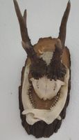Geweih mit Unterkiefer auf Holzträger gebraucht