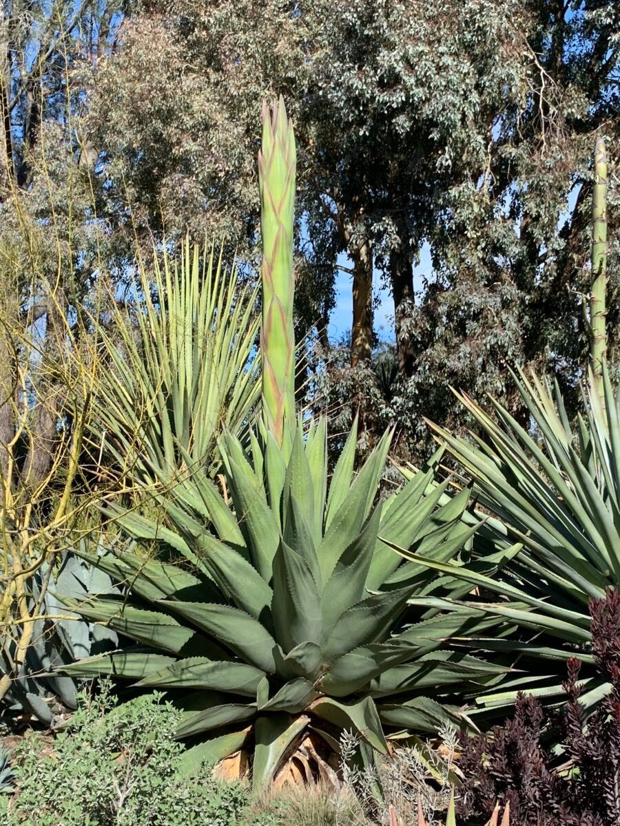 Piante & sementi: Agave gentryi - 30 Samen – Nuovo e nell'imballaggio originale da Sumiswald venduto da Cham14558 1