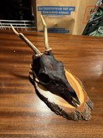 Echter Jung Hirsch Schädel auf Holzsockel bemalt