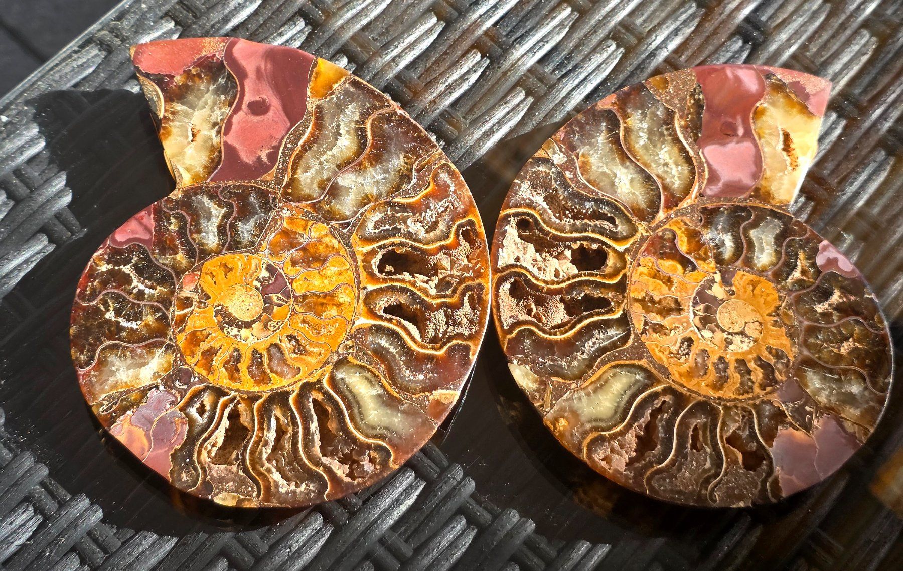 Fossili: Ammoniten Paar P2 335g – Nuovo e nell'imballaggio originale da Matzingen venduto da Shay_Crystalz