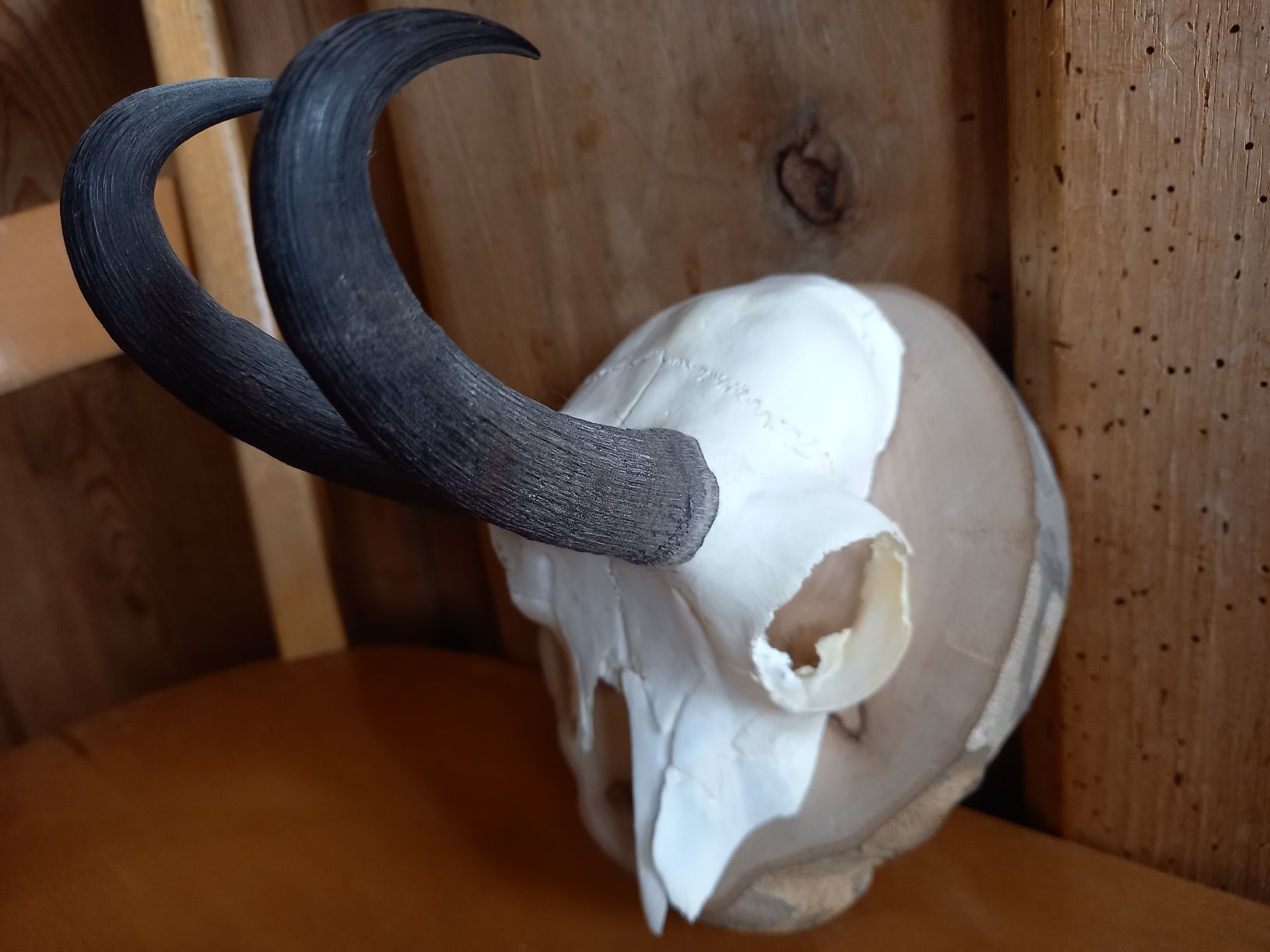 Altre raccolte & rarità: Schöne Gams -  Trophäe auf  Holzsockel – Usato da Galgenen venduto da Allerlei8854 2