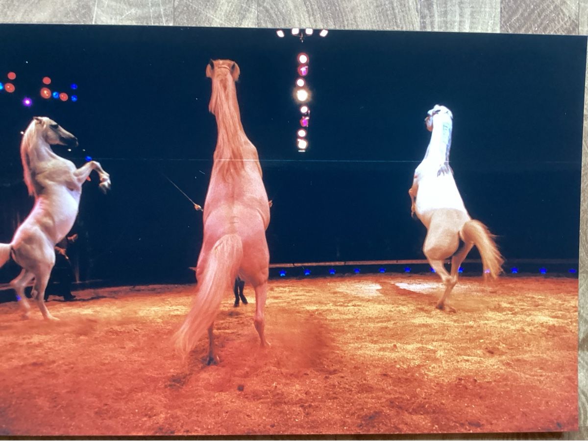 Foto & Immagini: Circus Knie Foto 1999 – Usato da Reichenbach i. K. venduto da astra2010