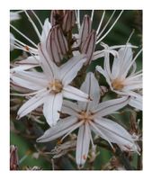 Weisser Affodill - Asphodelus albus - 15 Samen