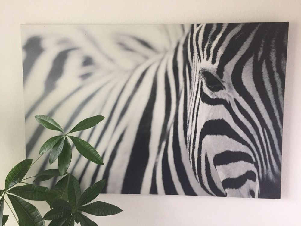 Zebra IKEA BILD: A Comprehensive Guide to the Digital Art Frame that Brings Your Photos to Life