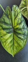 🤩Alocasia Dragon Scale Albo Variegata Rhizom 
