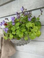 Glockenblumen in der Gugelhupfform 