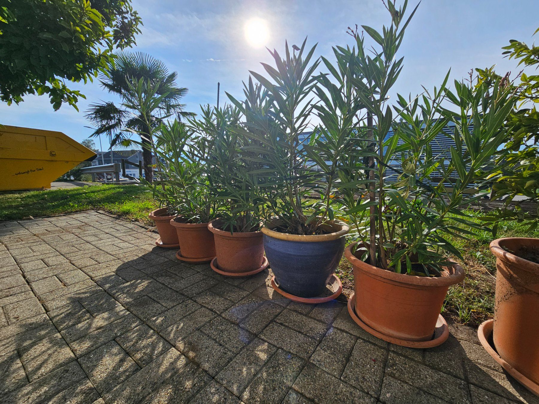 Pflanzen & Samen: Oleander im Topf Preis pro Stück – Gebraucht aus Rain von Rasala3 3